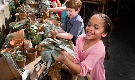 Children pulling mandrakes in the Herbology display