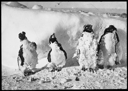 Moulting Adélie penguins affected by blizzard, Cape Denison, 1912