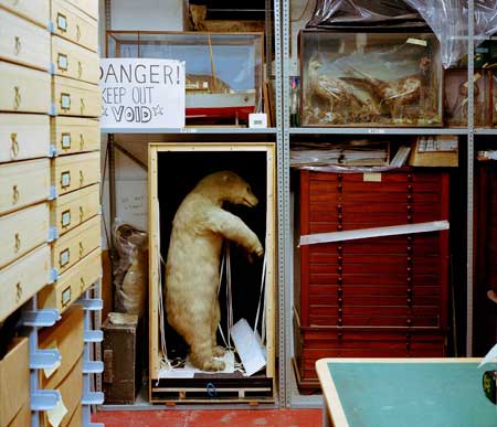 Nanoq: The great white bear