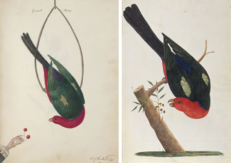 (L) John Hunter, King parrot; (R) George Raper, King parrot