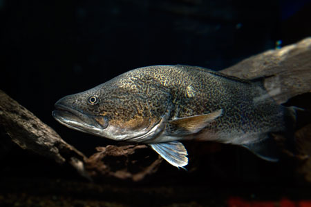 The Murray cod, Australia's biggest inland fish