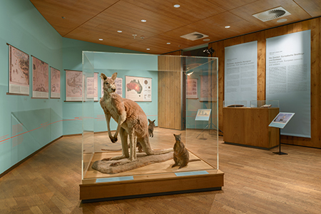 The introductory room