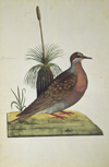 Common bronzewing