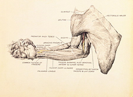 Victor Cobb's drawing of the dissected chest and arm of a koala