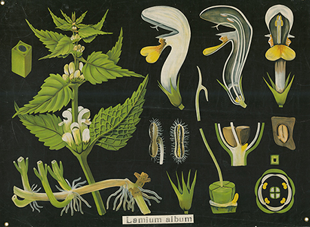 Lamium album (white nettle)