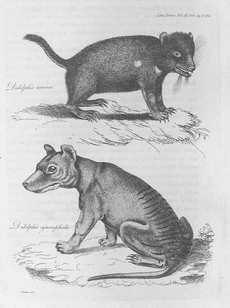 Engraving of Didelphis cynocephala and Didelphis ursina in Transactions of the Linnean Society