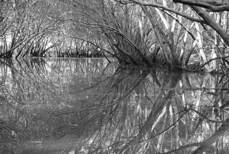 Overhanging trees, Norman Creek, film still from the visual poem, Navigating Norman Creek
