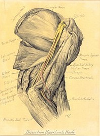 Victor Cobb's diagram of the dissected upper limb of a koala