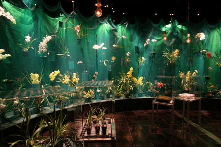 Live orchids displayed behind draped garden netting provide the finale for the nature pathway of
Wonderland — The Mystery of the Orchid