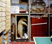 Dead museum animals