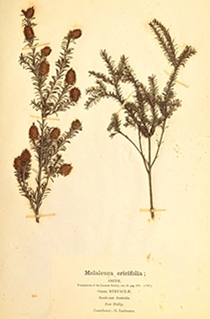 Melaleuca ericifolia in Mueller's third fascicle, 1876