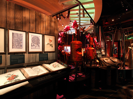 Distilling the natural essence of roses in
Wonderland: The Magic of the Rose — a view from the nature route through to the art pathway