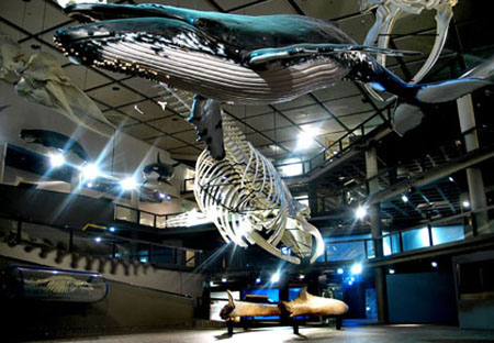 A whale skeleton on display in the South African Museum