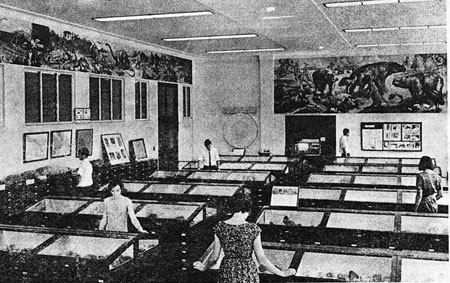 Fig. 2.
In the Geology Museum: illustration included in
The University of Queensland, St. Lucia
