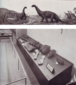 Fig. 11. (below) Dinosaur display in the Queensland Museum, 1929 and (top) painting by Douglas S Annand
Plate 29 from Heber A Longman, 'Palæontological Notes: Rhoetosaurus brownei', Memoirs of the Queensland Museum, 1929, facing p. 250