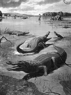 Fig. 12. The Scourge of the Dinosaurs: A Giant Crocodile of 80,000,000 Years ago
by Neave Parker
from Illustrated London News, 22 December 1951, p. 1043