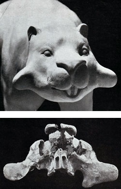 Fig. 13. Restoration of Euryzygoma dunense
Plate 30 from Heber A Longman, Memoirs of the Queensland Museum, 1934, facing p. 202