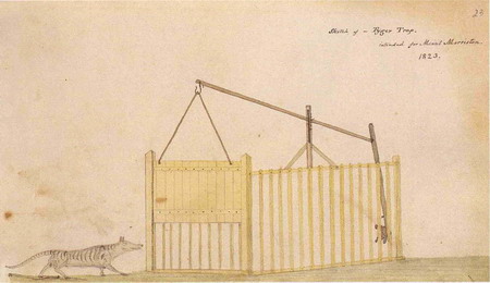 Thylacine tyger trap image
