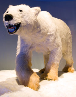 The polar bear, now a threatened species due to global warming