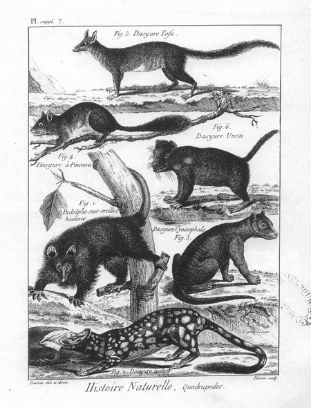 Dasyure Cynocephale wood engraving