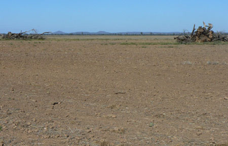 Bulldozed trees near Billabong station, 2010