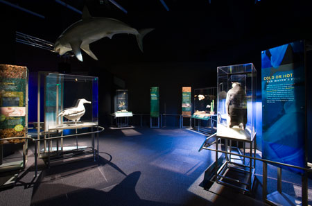 Examples of animals that can survive in sea water