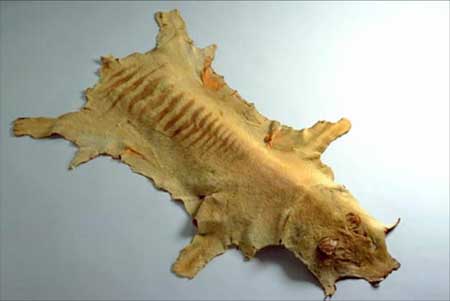 Tasmanian tiger skin, National Museum of Australia