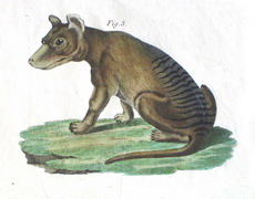 Thylacine engraving 1821