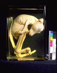 Wet specimen of a young kangaroo from pouch. Photo: Gerald Preiss