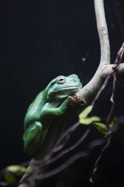 A green tree frog at the
Water: H
20=Life
exhibition