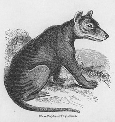 Dog-head thylacine 1850