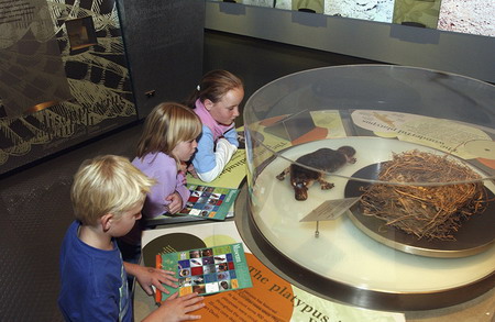 The platypus nest displayed in the Tangled Destinies gallery, now renamed Old New Land
